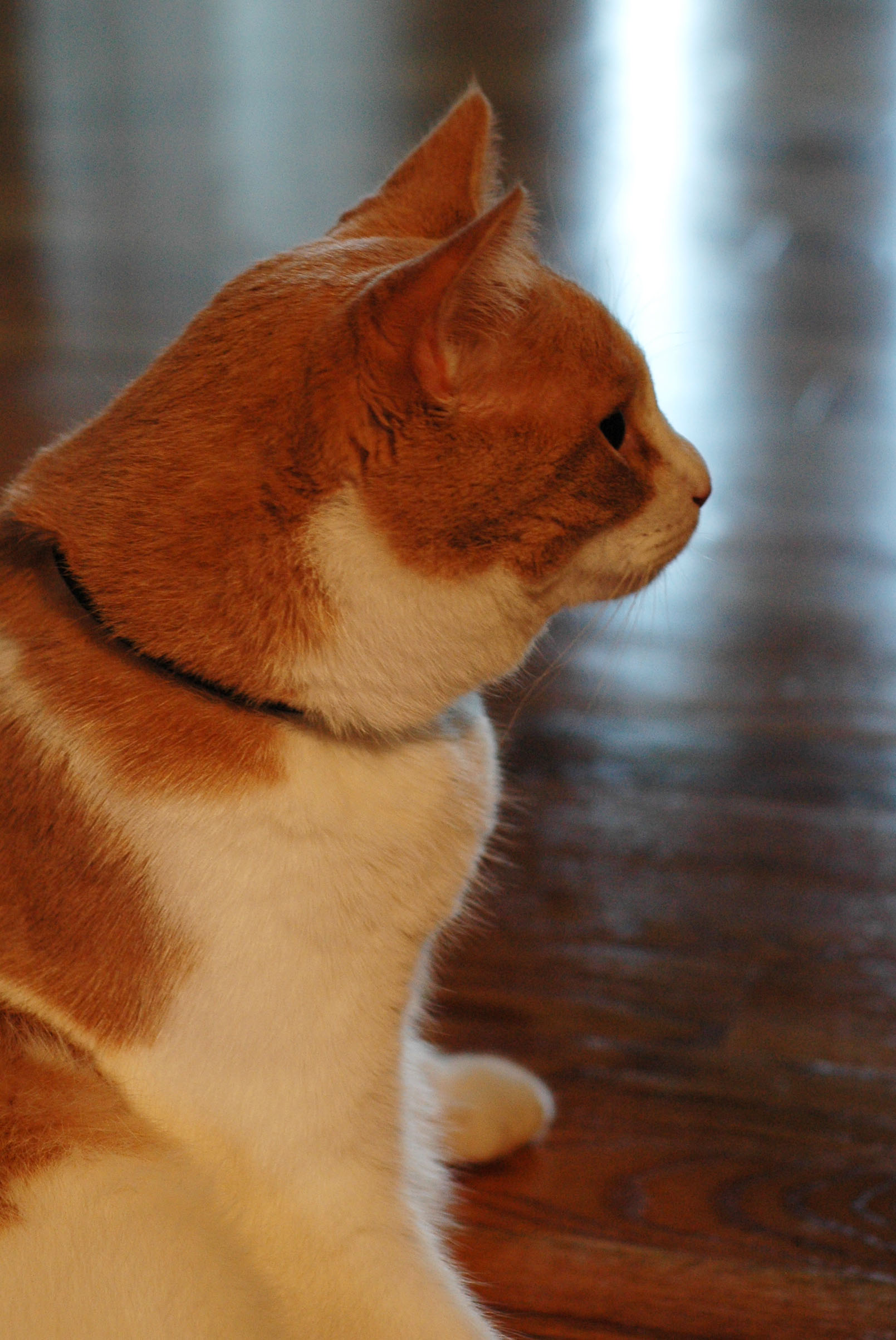 Ozzy in the foyer